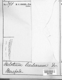 Calycina herbarum image